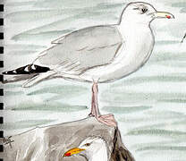 European Herring Gull