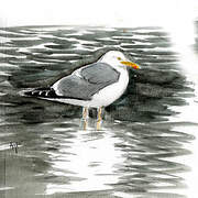 Lesser Black-backed Gull