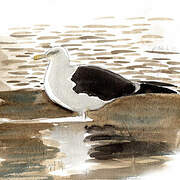 Lesser Black-backed Gull