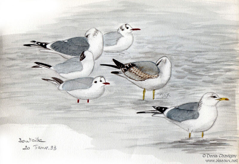 Common Gull, habitat