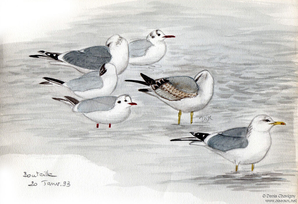 Mew Gull, habitat