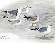 Common Gull