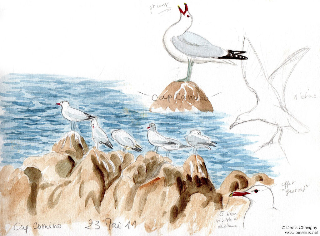 Audouin's Gull, habitat