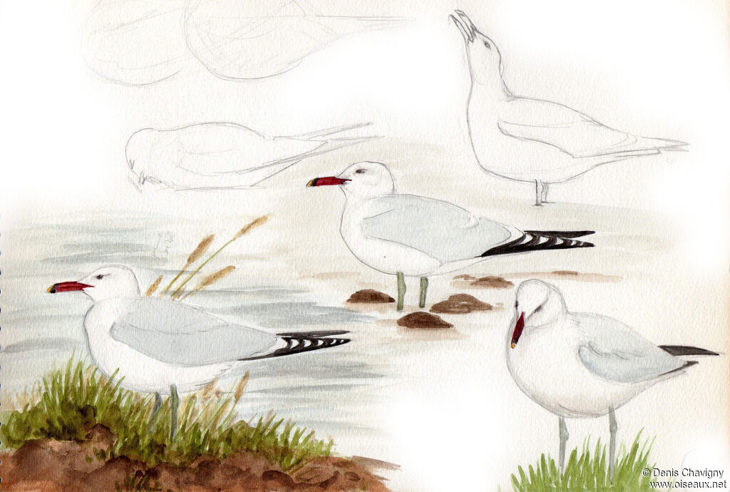 Audouin's Gull, habitat