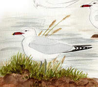 Audouin's Gull