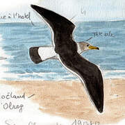 Olrog's Gull