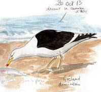 Kelp Gull