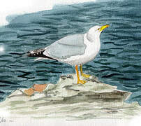 Yellow-legged Gull