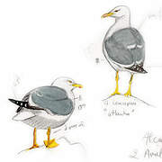 Yellow-legged Gull