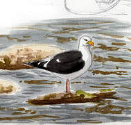 Great Black-backed Gull