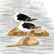 Great Black-backed Gull