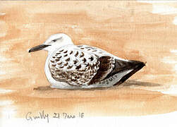 Caspian Gull