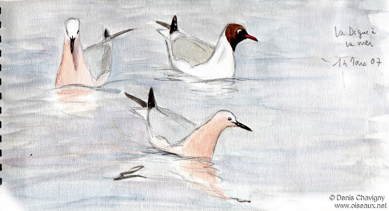 Slender-billed Gull, swimming
