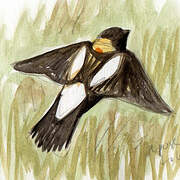 Bobolink