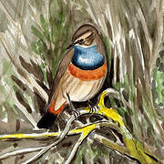 Bluethroat