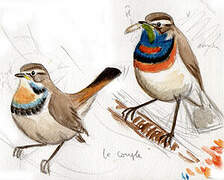 Bluethroat