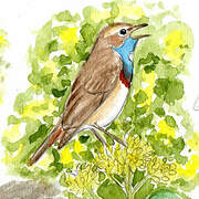 Bluethroat