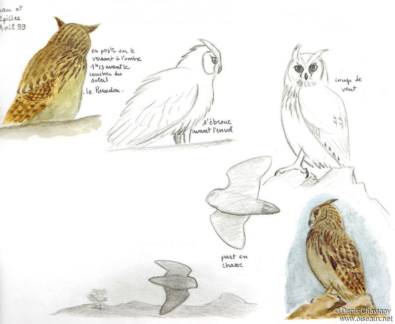 Eurasian Eagle-Owl male adult, habitat