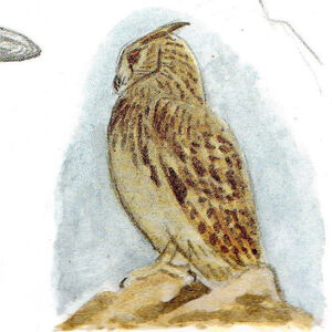 Eurasian Eagle Owl Bubo Bubo