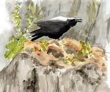 Northern Raven