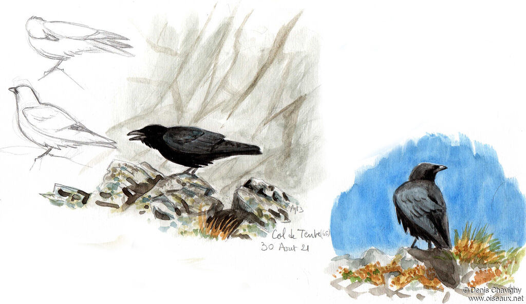 Northern Ravenadult, habitat