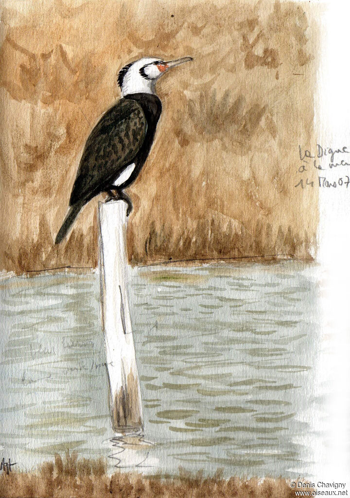 Great Cormorantadult breeding, identification