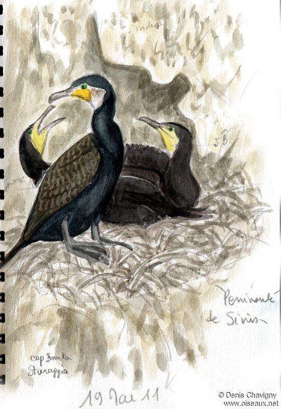 Great Cormorant, habitat