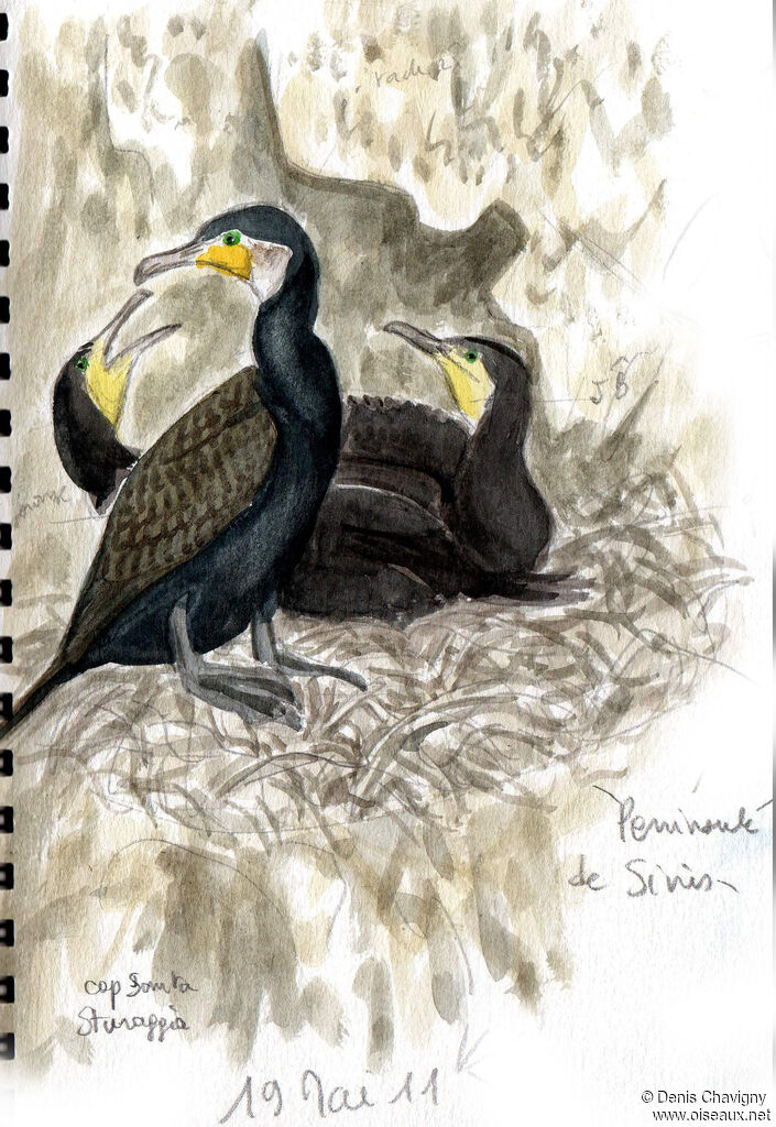 Great Cormorant, habitat