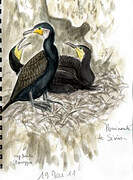 Great Cormorant