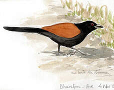 Greater Coucal