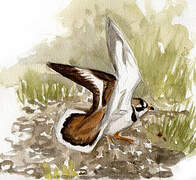 Common Ringed Plover