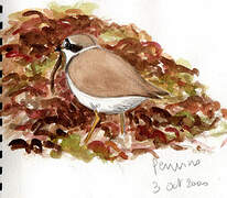 Common Ringed Plover