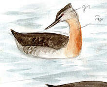 Great Grebe