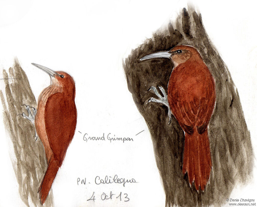 Great Rufous Woodcreeper, identification