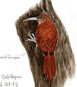 Great Rufous Woodcreeper