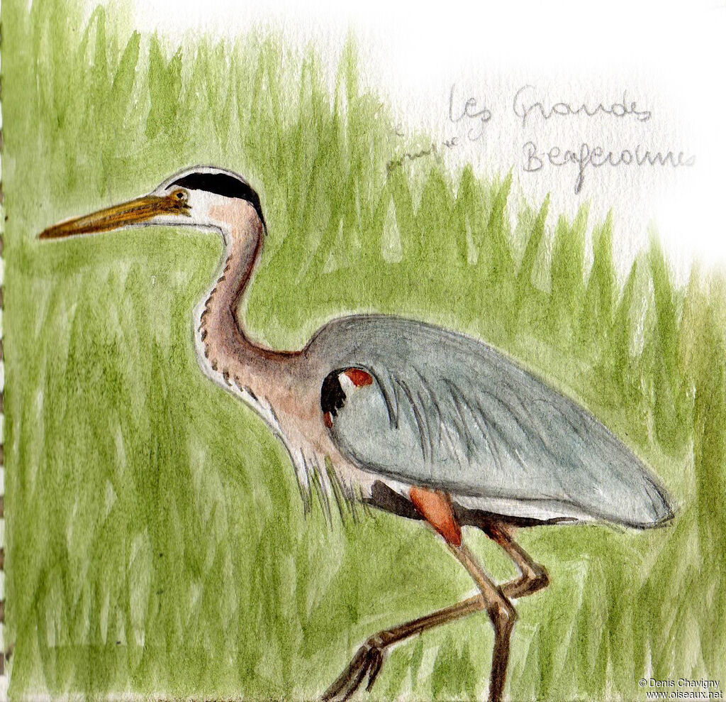 Great Blue Heronadult, close-up portrait