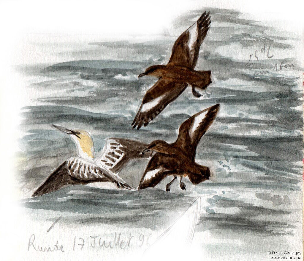 Great Skua