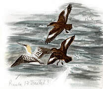 Great Skua