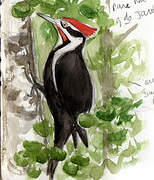 Pileated Woodpecker