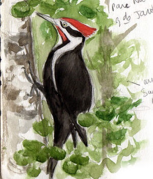 Grand Pic Dryocopus Pileatus