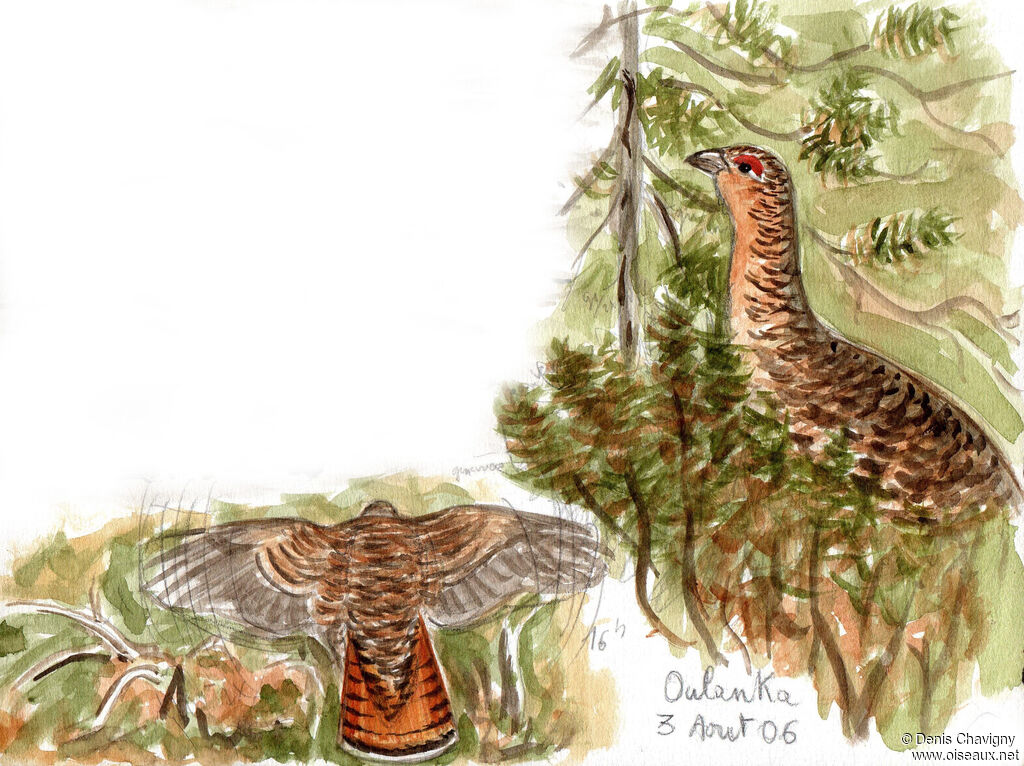 Western Capercaillie female adult, habitat