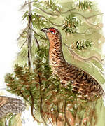 Western Capercaillie