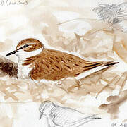 Kentish Plover