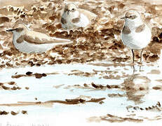 Kentish Plover