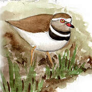 Three-banded Plover