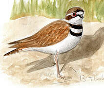 Killdeer