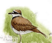 Killdeer
