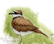 Killdeer