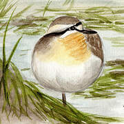 Kittlitz's Plover