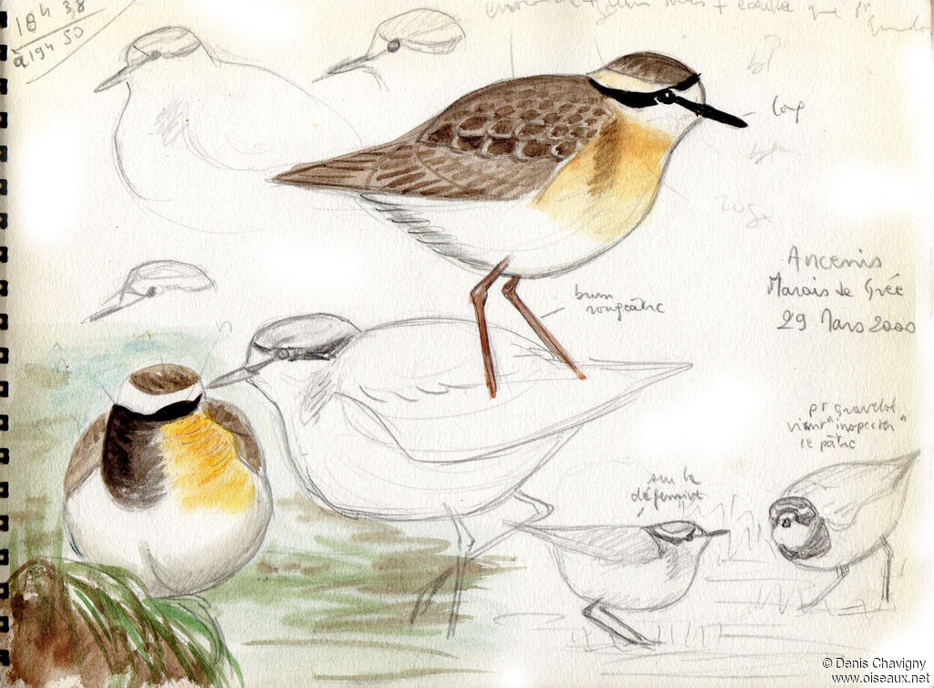 Kittlitz's Plover, aspect